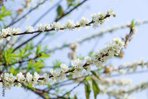 branch of a tree