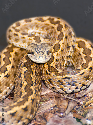 An endangered Hungarian viper on the ground