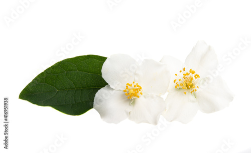 Fototapeta Naklejka Na Ścianę i Meble -  jasmine flowers isolated