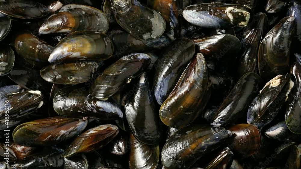 Fresh raw mussels full frame close up Fresh raw mussels full frame close up