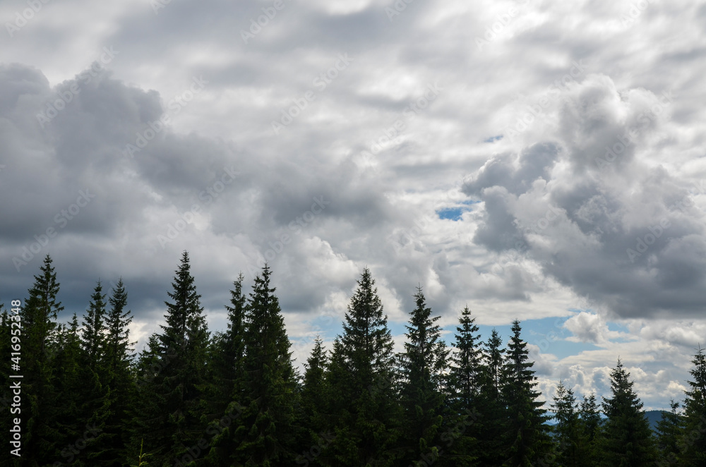 Beautiful nature scenery with spruce trees and sky with fluffy clouds. Carpathian mountains, Ukraine 