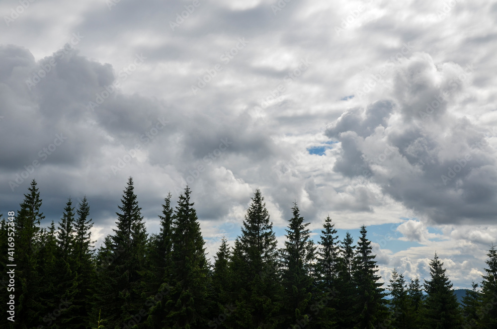 Beautiful nature scenery with spruce trees and sky with fluffy clouds. Carpathian mountains, Ukraine Beautiful nature scenery with spruce trees and sky with fluffy clouds. Carpathian mountains, Ukraine