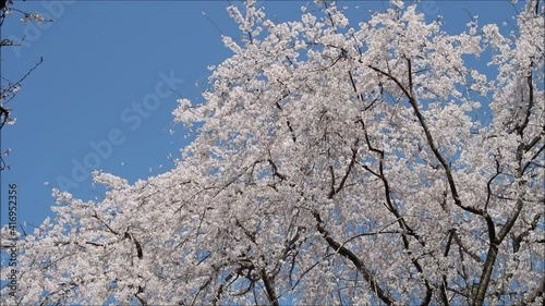桜吹雪　桜の舞い散る花びら