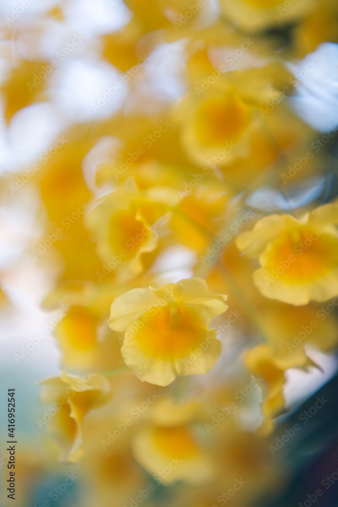 Fototapeta premium Yellow orchid , Tropical orchid Yellow orchids from Thailand / Dendrobium lindleyi Steud 