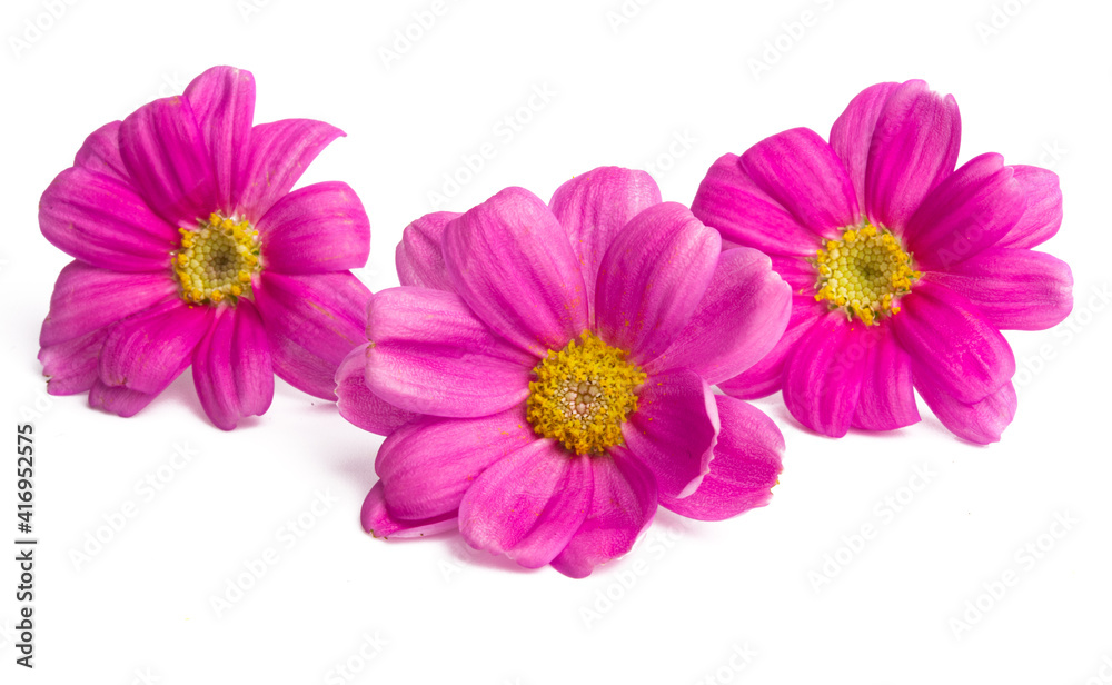 pink daisies isolated pink daisies isolated