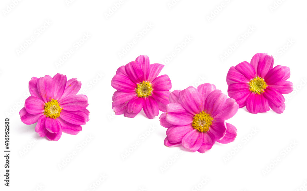 pink daisies isolated pink daisies isolated