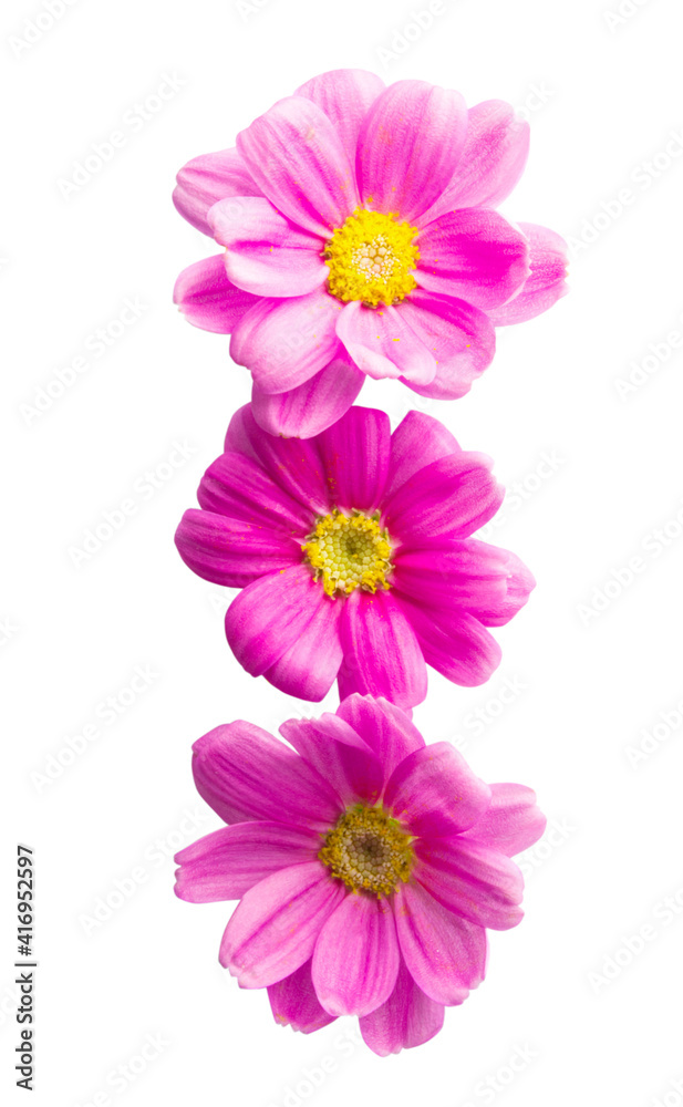 pink daisies isolated pink daisies isolated