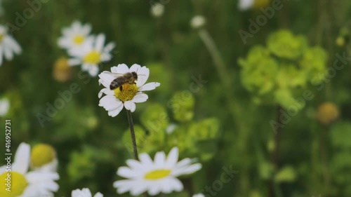Close up of a Honey Bee Collecting Pollen on a Daisy Flower