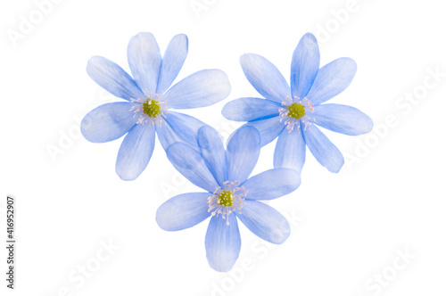 blue flower isolated