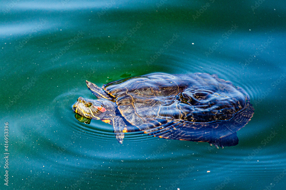 Obraz premium New York City