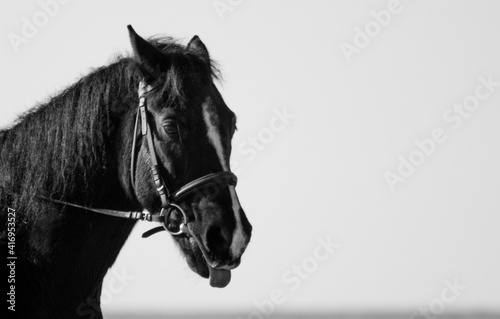 horse © Anya Photography