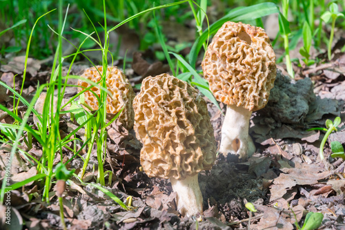 Group of morels on the ground in Spring