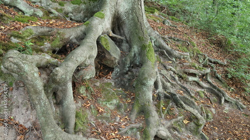 Mächtige Baumwurzeln im Wald