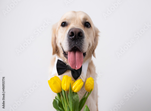 A cute dog with yellow tulips in his mouth and a butterfly on his neck sits on a white background. Golden Retriever gives spring flowers. Summer postcard with animals.