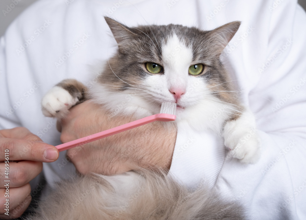 toothbrush for animals. man brushes teeth of a gray cat. animal care concept