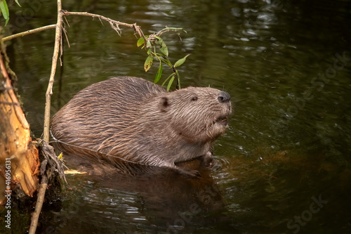 A Beaver in a river, close up in Scotland