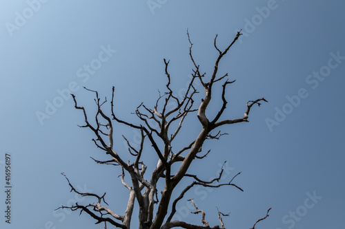 Branches of a tree without leaves.