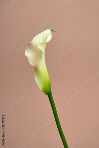 calla lilies or zantedeschia is a herbaceous  perennial  flowering plants in the family Araceae  native to southern Africa         