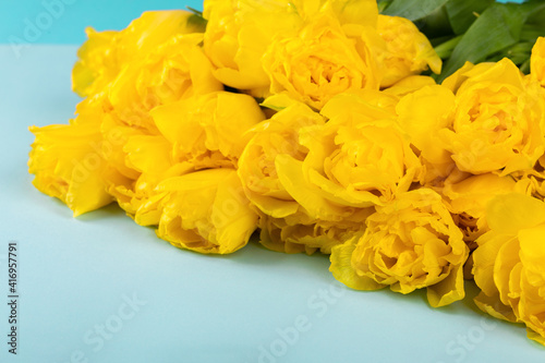 Yellow tulips flowers .Symbol of spring.Mother's Day, Birthday, Valentine's Day.