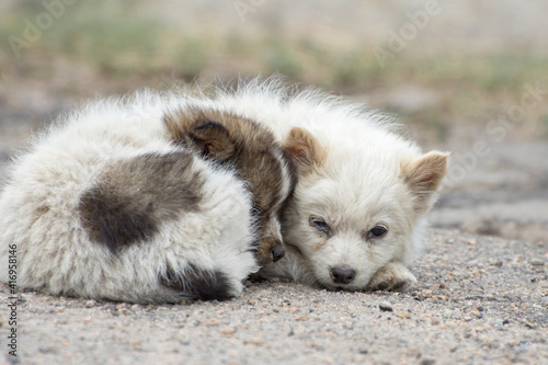 Fototapeta Naklejka Na Ścianę i Meble -  Stray puppies with sad eyes in nature. Abandoned pets.