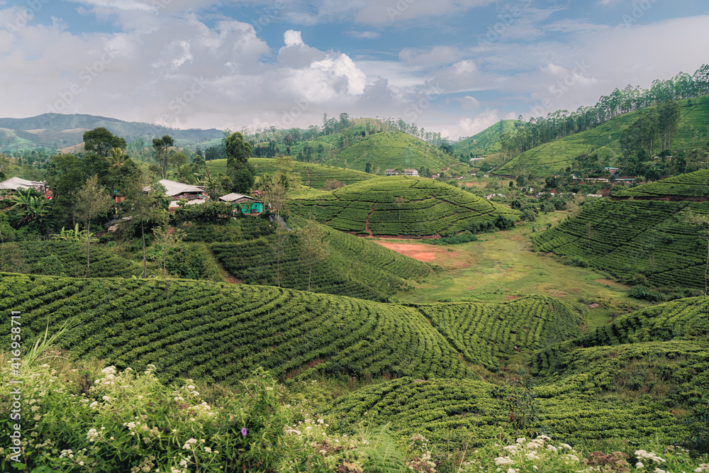 Sri Lanka Tea fields.