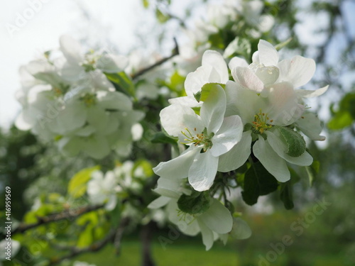 Flowering fruit tree branch. Apple trees bloom