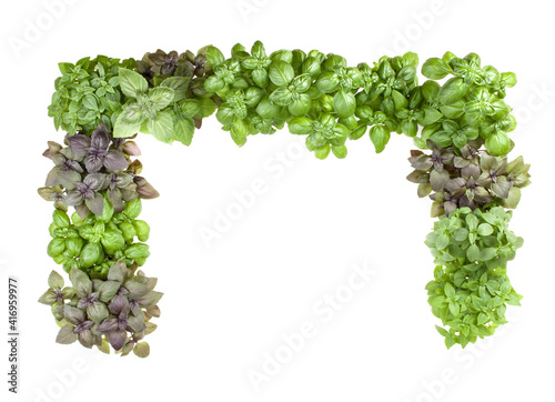 .Varieties of basil border arrangement isolated on white background cutout. Top view..