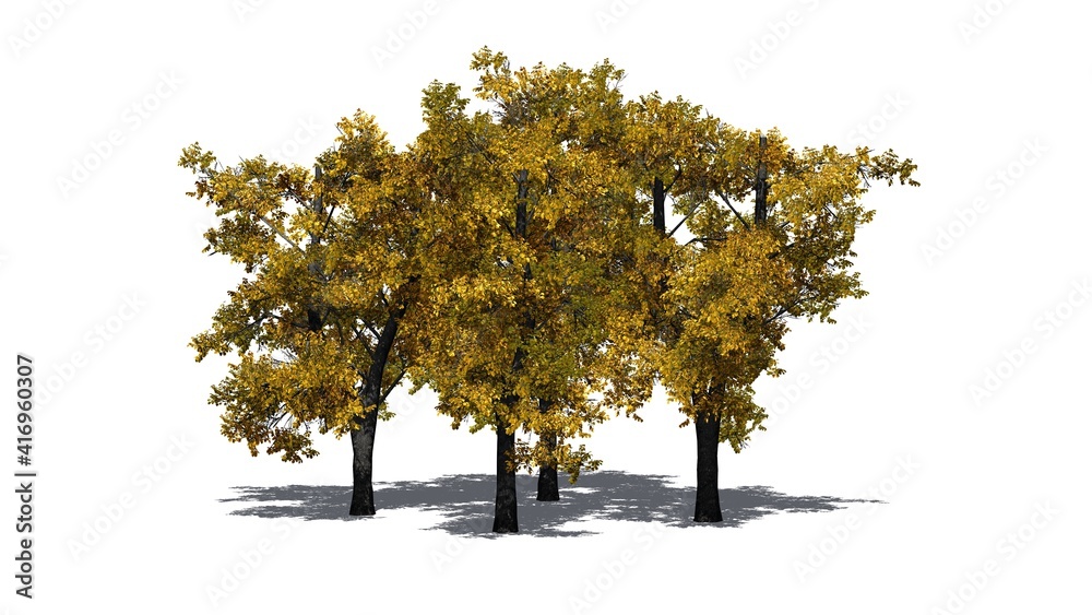 a group of European Linden Trees in autumn with shadow on the floor - isolated on white background - 3D Illustration