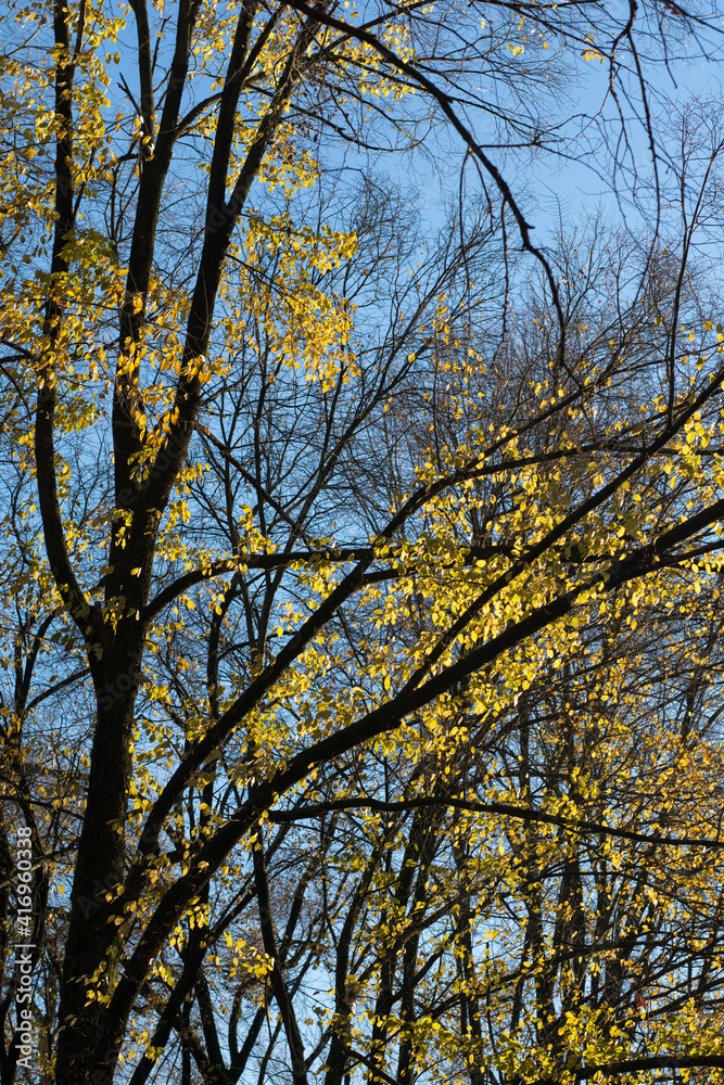 trees in autumn trees in autumn