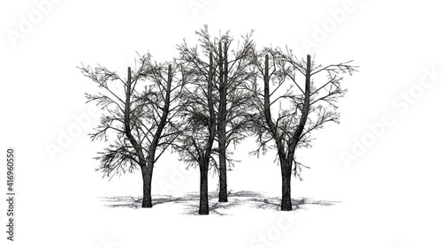 a group of European Linden Trees in the winter with shadow on the floor - isolated on white background