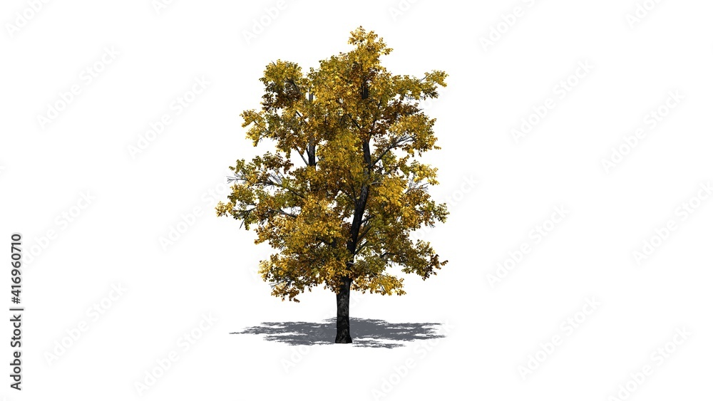 European Linden Tree in autumn with shadow on the floor - isolated on white background - 3D Illustration European Linden Tree in autumn with shadow on the floor - isolated on white background - 3D Illustration