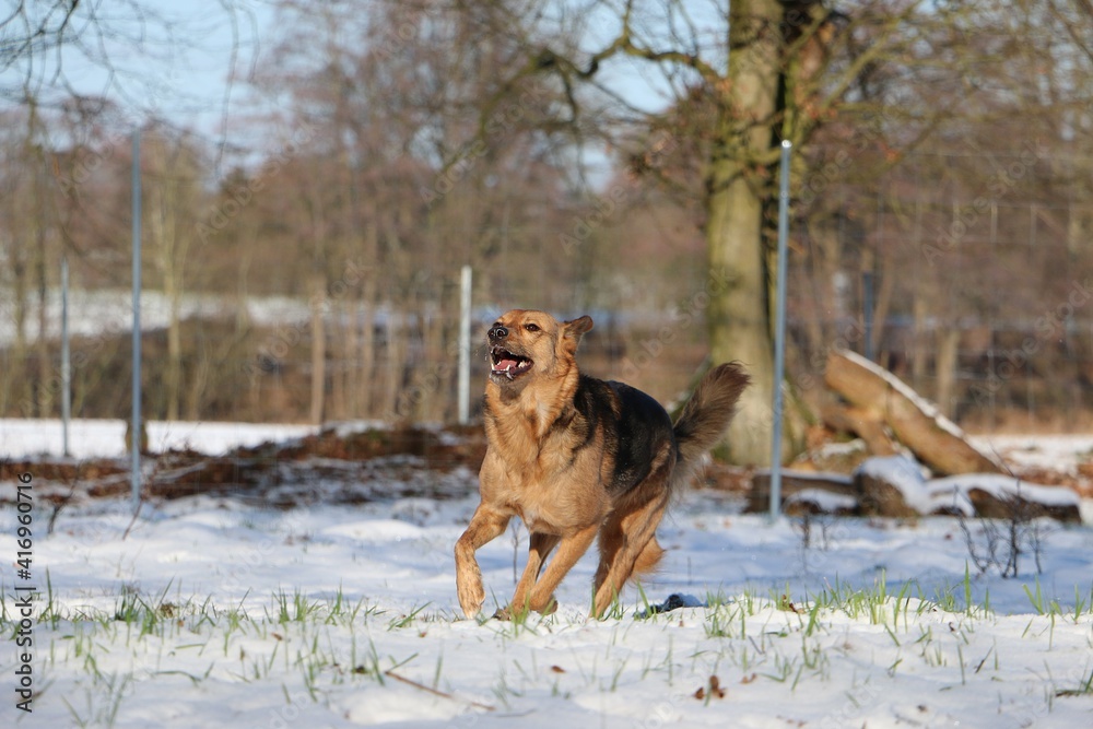 funny shepherd mixed dog is running in the snow in the forest