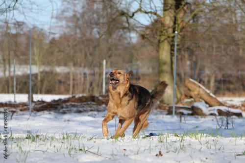 funny shepherd mixed dog is running in the snow in the forest © Bianca