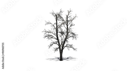 European Linden Tree in winter with shadow on the floor - isolated on white background - 3D Illustration