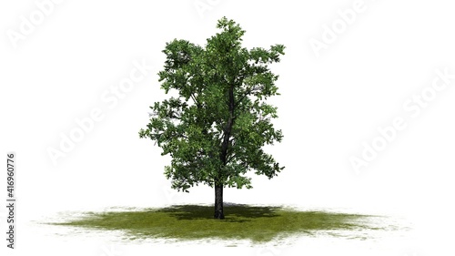 European Linden tree on green area - isolated on white background - 3D Illustration