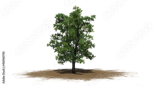 European Linden tree on sand area - isolated on white background - 3D Illustration