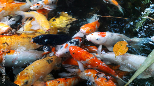 Colorful Koi carps in a pond