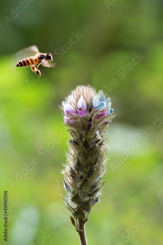 bee on a flower