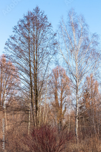 Fototapeta Naklejka Na Ścianę i Meble -  Las