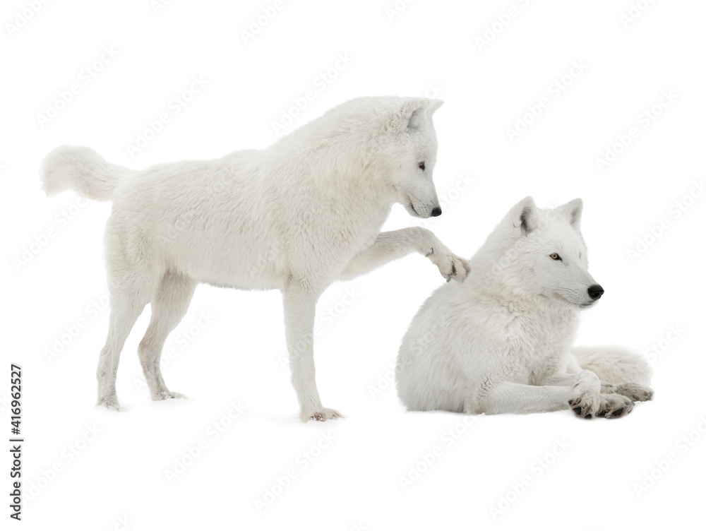 Fototapeta premium two polar wolves isolated on white background