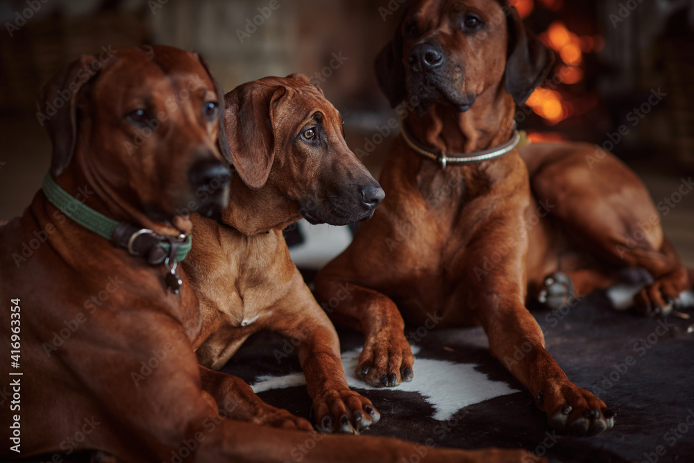 Rhodesian ridgeback dogs rest in front of the fireplace Rhodesian ridgeback dogs rest in front of the fireplace