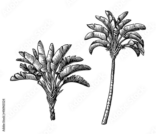Ink sketch of ravenala palm. photo