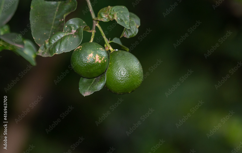 Two green lemons ripening on the lemon tree. Biology. Botanic. Agronomy. Organic food. Vegan food. Vegetable garden Two green lemons ripening on the lemon tree. Biology. Botanic. Agronomy. Organic food. Vegan food. Vegetable garden