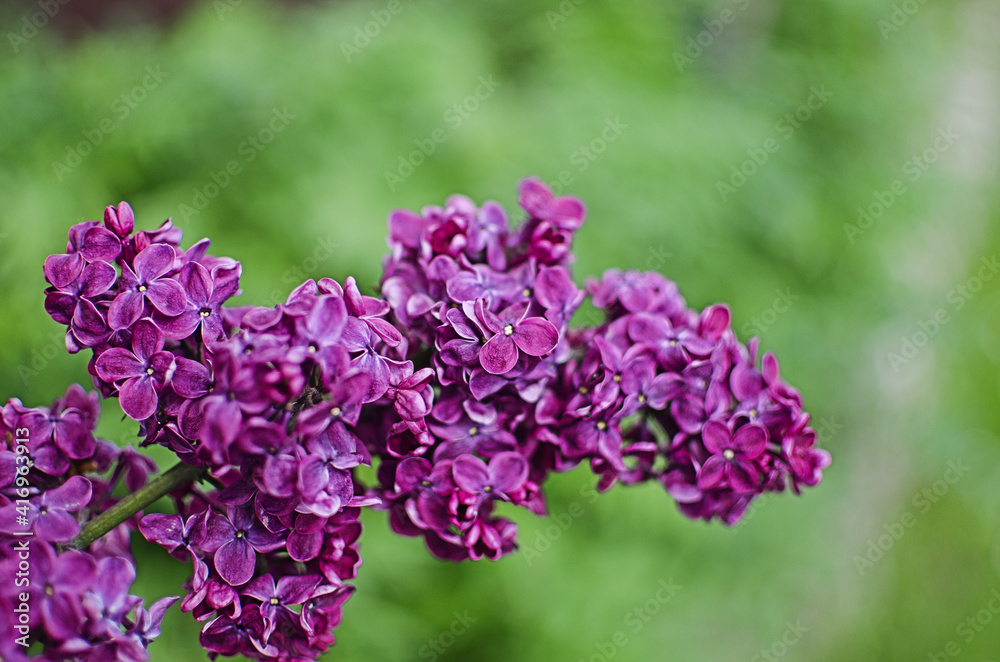 Blooming branch of lilac in the open air blooms in May Blooming branch of lilac in the open air blooms in May