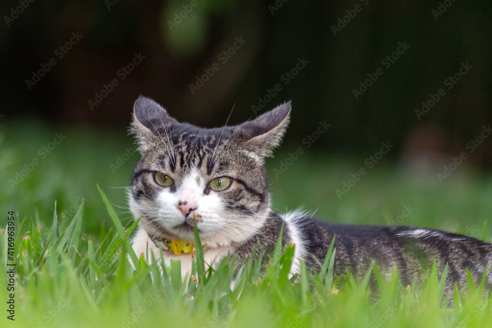 A tabby male cat with green eyes enjoying the garden lawn. Animal world. Pet lover. Cat lover. Animals defender. American Wirehair.