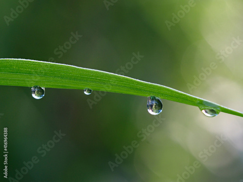 Dewdrops on leaves in the early morning, Cova negra, Xativa, Spain.