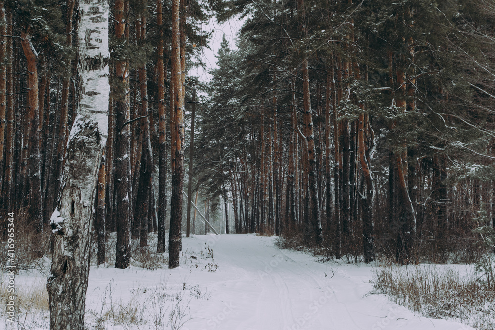 Fototapeta premium winter
