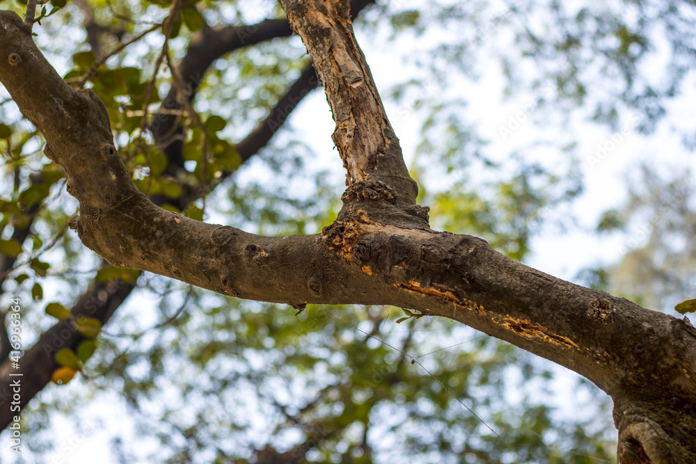 A cracked tree branch close up shot