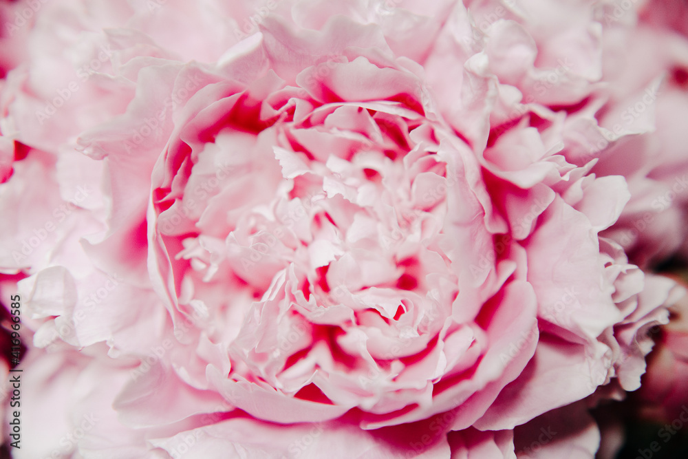 pink peonies in pastel colors close-up, flower pattern, vintage photo processing pink peonies in pastel colors close-up, flower pattern, vintage photo processing