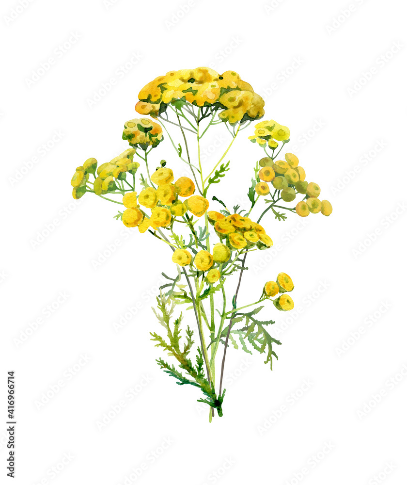 Bouquet of watercolor yellow tansy on a white background